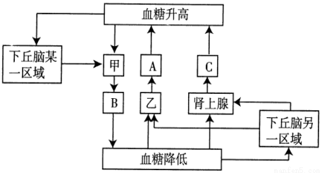 (1)血糖平衡的调节方式有______________.