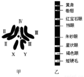 果蝇是遗传学研究中常用的实验材料结合所学知识回答下列问题