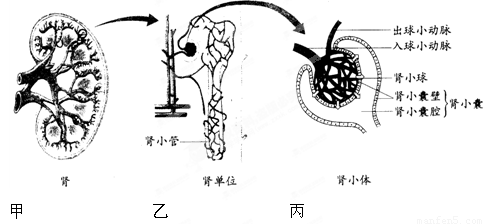 (1)乙图为肾单位结构图.肾单位是由 . 和 组成.(2)据丙图回答.