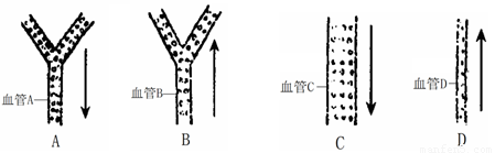 箭头表示血流方向.请分析回答