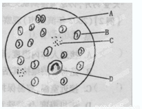 右图是用显微镜观察血涂片时,在视野中看到的血液情况,请据图回答