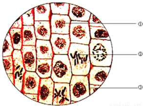 如图表示洋葱根尖的细胞分裂.请据图回答