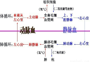 【答案】 分析:此题考查的是肺血液循环的组成,可以从血液流动和肺