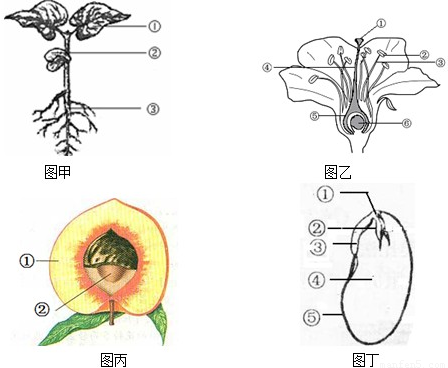 题目内容    以下是绿色植物植株,花,果实,种子的示意图,请据图回答