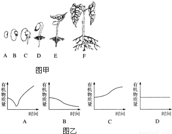 研究人员发现,种子在萌发成幼苗的过程中,体内储存的有机物会发生规律