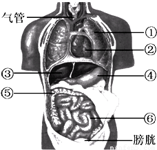 如图为人体内脏器官示意图.请把图中标号的器