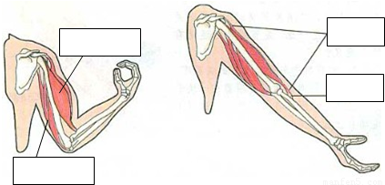 填写肌肉模式图: 当屈肘时, 收缩, 舒张. 当伸肘时, 收缩, 舒张.