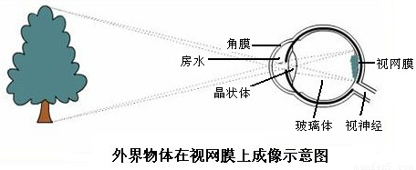 物体在眼中成像与照相机的原理相似眼睛结构中相当于照相机胶卷的是