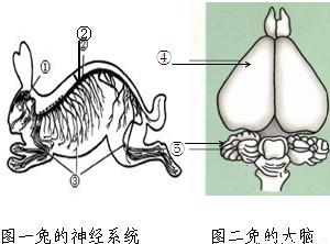 图一②结构是脊髓 c.图一③是神经 d.图二中④是兔的小脑⑤是大脑