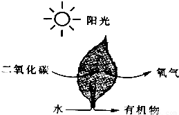 光合作用的实质包含两方面的变化1物质转化过程―把简单的无机物制