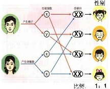 现在人口男女比例_我国人口性别比例失衡 预计到2020年20岁至45岁的男性将比女