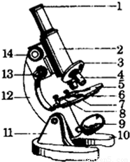如图是光学显微镜的示意图.(1)对物像具有放大