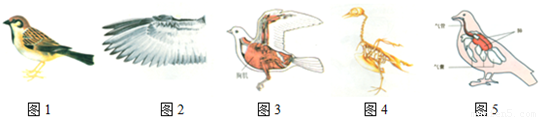 下面所示鸟的结构图请据图说明鸟类适于飞行的特点