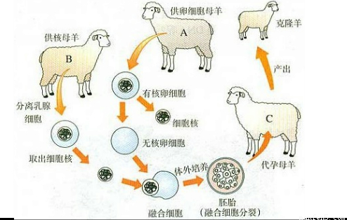 解答:解①克隆羊多莉的诞生过程如图所示:克隆羊多莉的长相供核母羊b