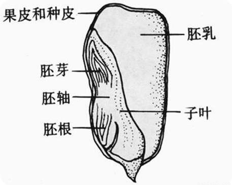 关于玉米种子的叙述错误的是