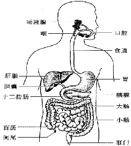 如图是人体消化系统的结构图.请回答下列问题