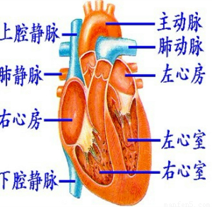 与人的左心室相连的血管是)a.上.下腔静脉b.肺动脉c.肺静脉d.