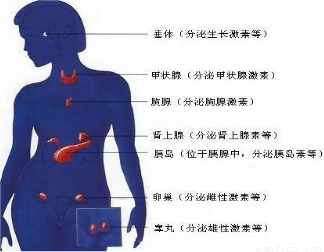 如图为人体的主要内分泌腺示意图.请据图回答:(1)激素