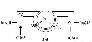 肺是气体交换的主要场所. .