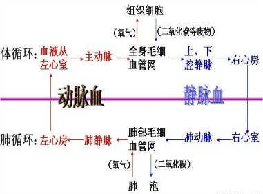 血液通过肺循环,其变化是( )