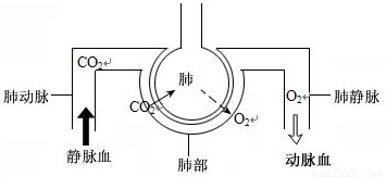 气体交换的场所是( )a.鼻b.咽c.喉d.肺 和