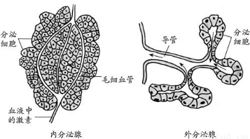 将下列腺体和其所属类别连接起来