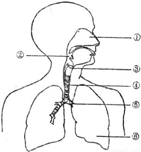 27.呼吸道对吸入的气体具有温暖, 和 的作用.