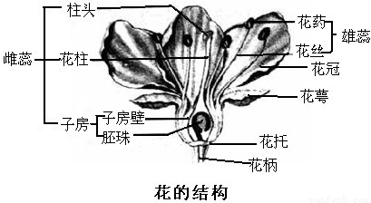 初中生物 题目详情   【答案】 分析:回答此题的关键是要明确花的结构