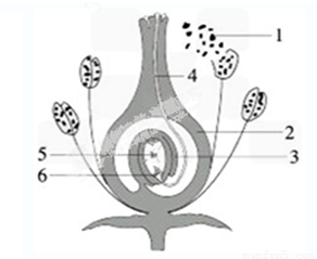 花的结构及受精过程示意图回答问题:(5分)在[ ]内填番号,在横线上填