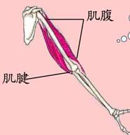 两端的肌腱一般附着在不同的骨上 c.骨骼肌由肌腹和肌腱两部分