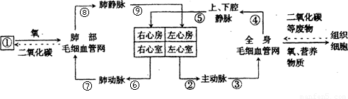 15,(4分)右图为人体心脏与血液循环示意图,请回答.