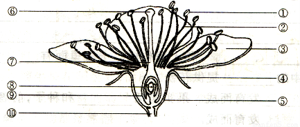基本结构示意图桃花基本结构示意图桃花雌蕊桃花的结构图及其部位名称