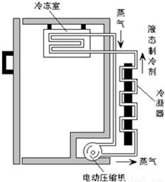 电冰箱工作原理是利用了一种叫氟利昂的物质作为热的"搬运工.