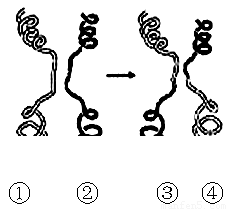 图中①和②表示某精原细胞中的一段DNA分子