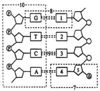 右图是dna分子结构模式图,据图回答(8分)