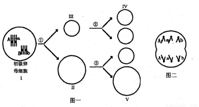 (12分)图一表示基因型为aabb动物卵细胞的形成过程,图二表示卵细胞