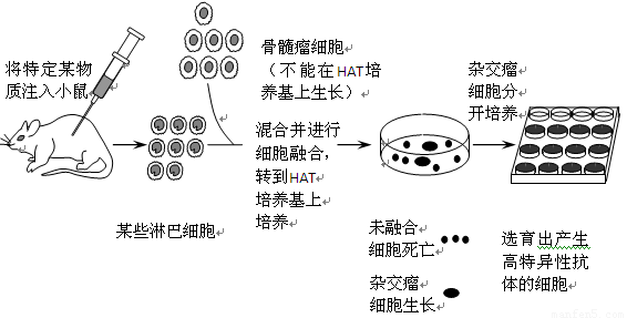 (14分)下图是单克隆抗体制备流程阶段示意图.