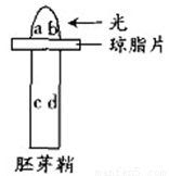 生长素在胚芽鞘内的运输具有极性也受光照等因素的影响如图所示的胚芽