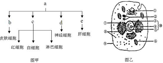 图甲为人体的部分细胞分化示意图.图乙为人体细胞结构示意图.请据图回答: (1)图甲中细胞全能性最高的是 细胞.骨髓移植实质上是将图甲中的 细胞移植到患者体内. (2)图甲中的皮肤细胞.肝细胞.白细胞结构和功能不同的原因是 . (3)图乙中不具有膜结构的细胞器是 .遗传物质存在的场所是 . (4)若图乙所示细胞为效应B细胞.则其抗体从产生题目和参考答案--精英家教网--