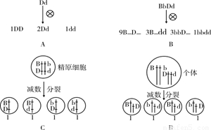 最能正确表示基因自由组合定律实质的是