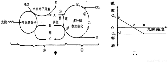 甲图为绿萝植物光合作用过程的图解,乙图是为其光合作用强度随光照