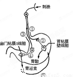 10分人体胃酸分泌的调节途径如图所示胃泌素一种由幽门粘膜g细胞分泌