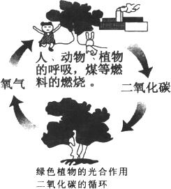 生物课本温室效应应该采取什么行动地球生态平衡氧气和二氧化碳循环图