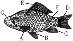 由图示鲫鱼外形示意图,请根据图回答问题.