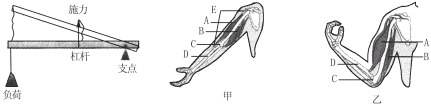 下图是杠杆和人体上肢肌肉工作原理比较示意图,请对比三幅图,回答