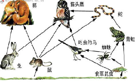 (1)请仔细看图并根据图中动物间的食物关系,写出至少三条食物链.