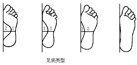 (3)用刻度尺测量并计算出足印内侧空心区与足腰实心区的宽度比例,根据