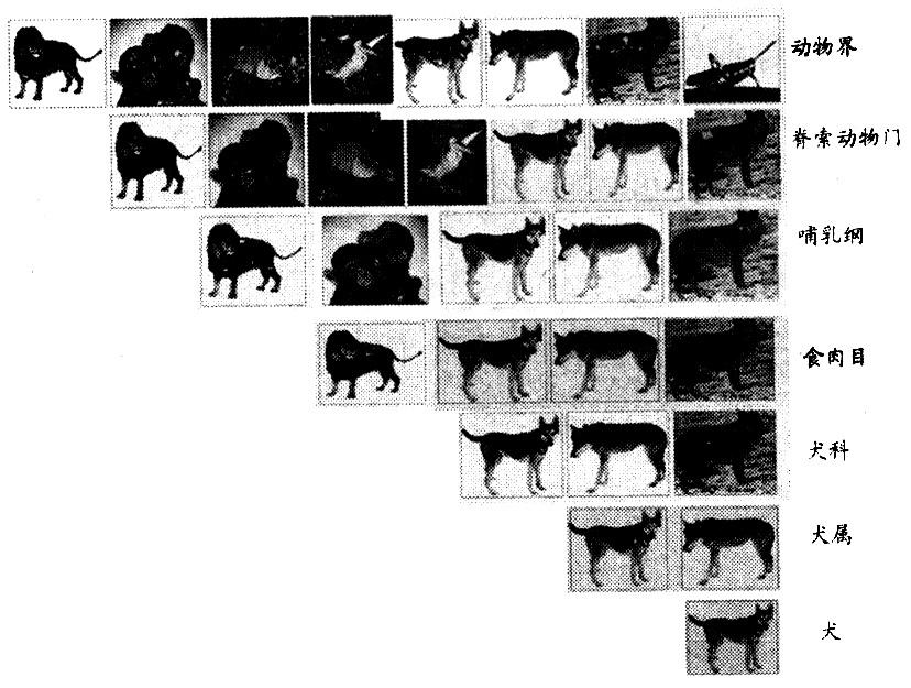 (1)犬与狼、狮子、黑猩猩、鱼和蝗虫的亲缘关系由远到近依次是:_____________________________________________________________。 (2)你能推测出犬与图中哪种ag游戏直营网|平台的共同特征最少吗? _____________________________________________________________。 (3)从图中能否推断狮子、鱼和鸟之间亲缘关系的远近? ____________________________________________