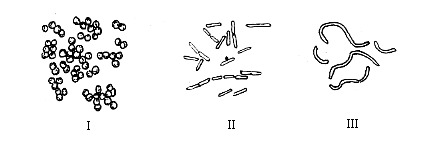 图表示细菌三型.图中的Ⅰ.Ⅱ.Ⅲ依次是 [ ] a.球菌.杆菌.螺旋菌 b.