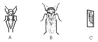 下图是蝉的发育过程中的三种虫态图请填写三种虫态的名称不完全变态